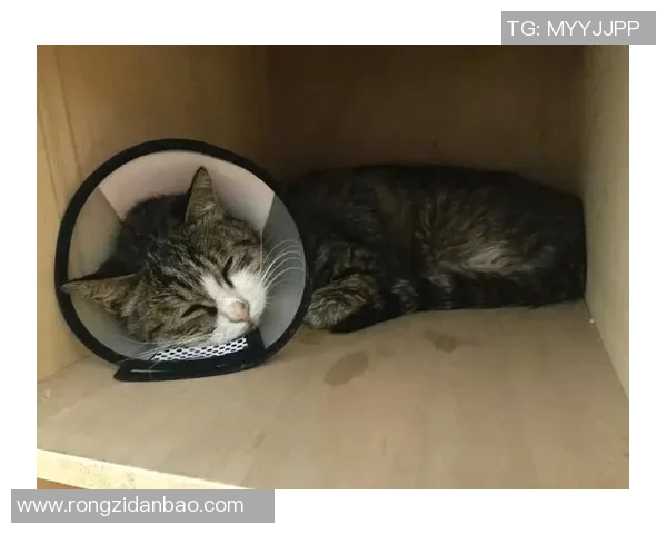 足球明星们的宠物名字大揭秘你知道他们的小伙伴们都叫什么吗